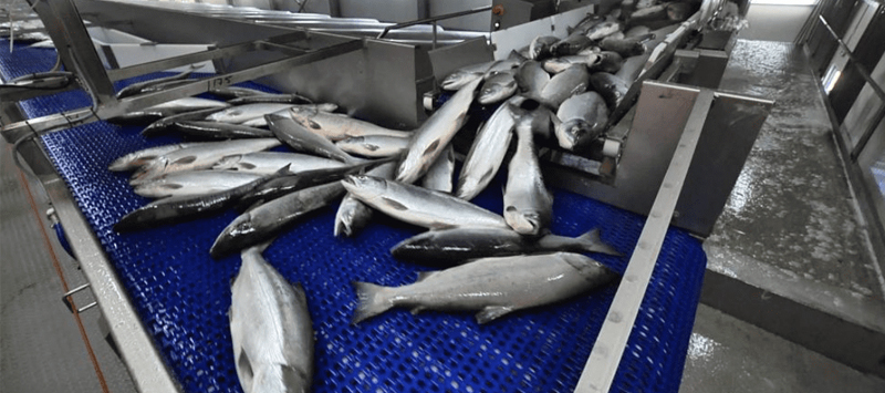 EFELE – выбор рыбоперерабатывающих предприятий России 